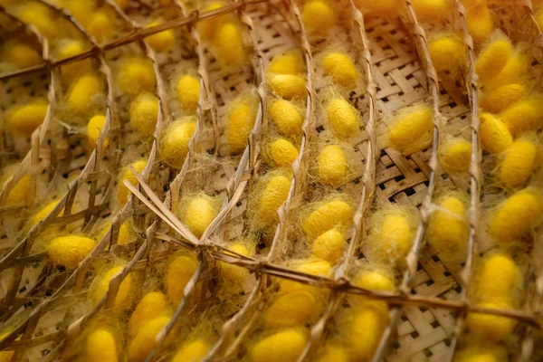 Silkworm nido cápsulas industria granja . —  Fotos de Stock