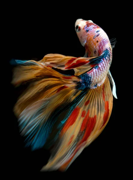 반 달인 Nemo betta Siamese 싸우는 물고기. — 스톡 사진