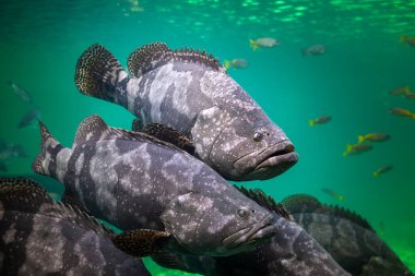 Dev orfoz balığı ya da kahverengi benekli balık güneş ışığıyla yeşil deniz suyunun altında yüzüyor..
