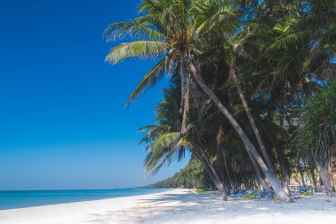 Deniz sahili manzarası ve hindistan cevizi ağacı mavi gökyüzü ve güneş ışığı.