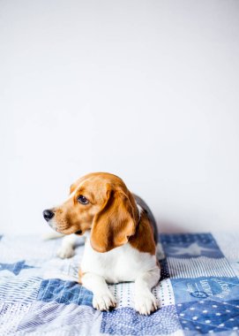 Beagle köpek beyaz arka planda evde yatakta oturur. 