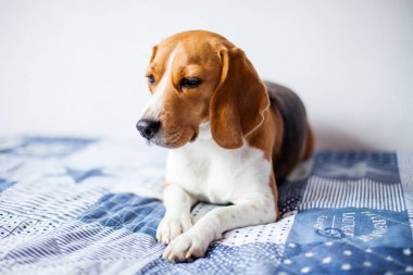 Beagle köpek beyaz arka planda evde yatakta oturur. 