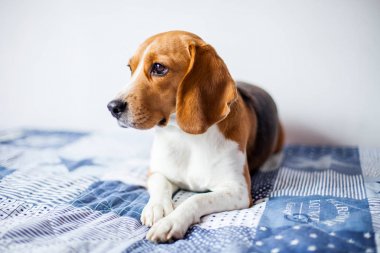 Beagle köpek beyaz arka planda evde yatakta oturur. 