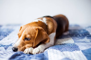 Beagle köpek beyaz arka planda evde yatakta oturur. 