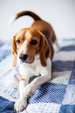 Beagle köpek beyaz arka planda evde yatakta oturur. 