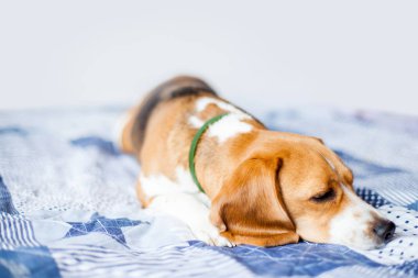 Beagle köpek beyaz arka planda evde yatakta oturur. 
