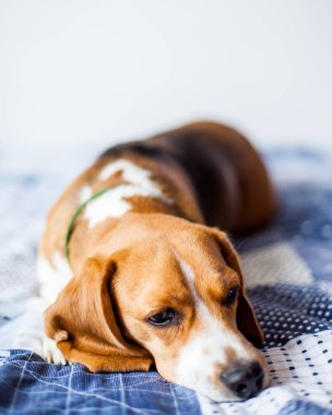 Beagle köpek beyaz arka planda evde yatakta oturur. 