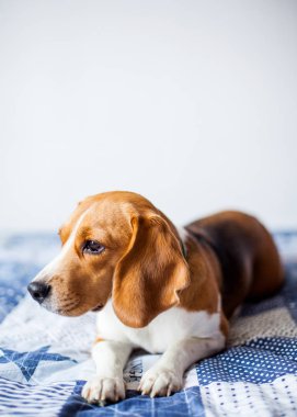Beagle köpek beyaz arka planda evde yatakta oturur. 