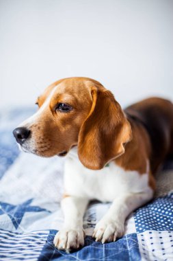 Beagle köpek beyaz arka planda evde yatakta oturur. 