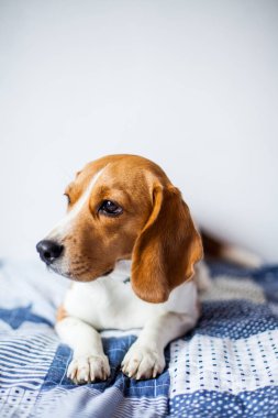 Beagle köpek beyaz arka planda evde yatakta oturur. 