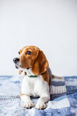 Beagle köpek beyaz arka planda evde yatakta oturur. 
