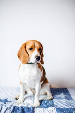 Beagle köpek beyaz arka planda evde yatakta oturur. 