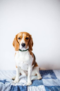 Beagle köpek beyaz arka planda evde yatakta oturur. 