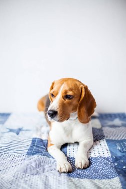 Beagle köpek beyaz arka planda evde yatakta oturur. 