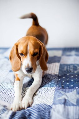 Beagle köpek beyaz arka planda evde yatakta oturur. 