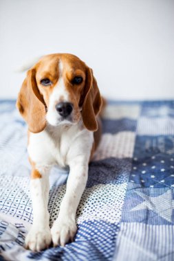 Beagle köpek beyaz arka planda evde yatakta oturur. 