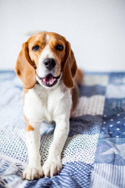 Beagle köpek beyaz arka planda evde yatakta yatıyor. Beagle köpek yawns 