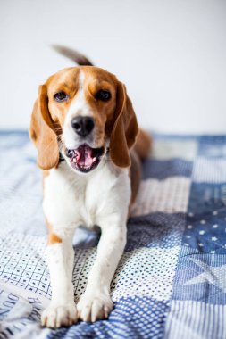 Beagle köpek beyaz arka planda evde yatakta yatıyor. Beagle köpek yawns 