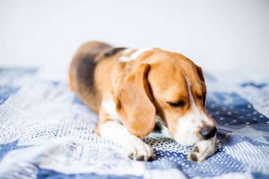 Beagle köpek beyaz arka planda evde yatakta oturur. 