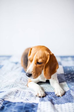 Beagle köpek beyaz arka planda evde yatakta oturur. 