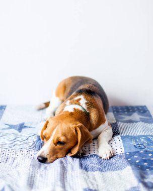 Beagle köpek beyaz arka planda evde yatakta oturur. 