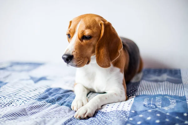 흰색 배경에 집에서 비글 강아지 침대에 앉아. — 스톡 사진