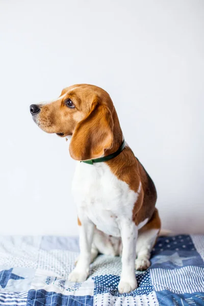 Beagle köpek beyaz arka planda evde yatakta oturur. 