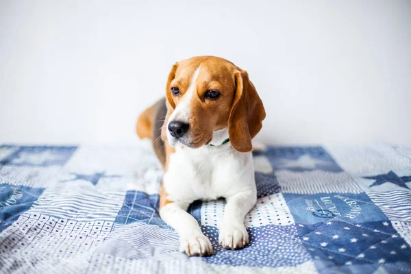 흰색 배경에 집에서 비글 강아지 침대에 앉아. — 스톡 사진