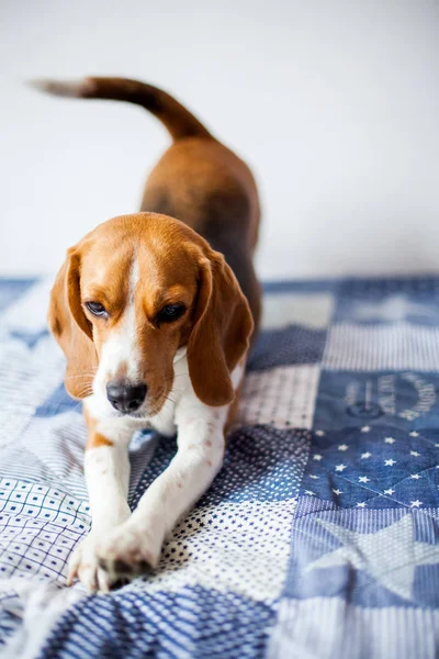 Beagle köpek beyaz arka planda evde yatakta oturur. 