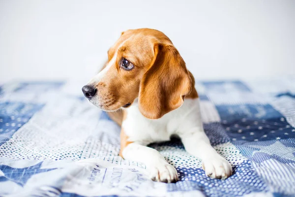 Beagle dog on white background at home sits on bed.