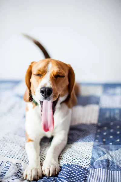 Beagle dog on white background at home lies on bed. Beagle dog yawns