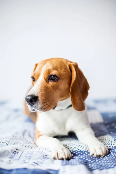 Beagle perro sobre fondo blanco en casa se sienta en la cama . — Foto de Stock