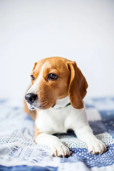 Beagle köpek beyaz arka planda evde yatakta oturur. 