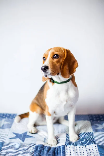 Beagle köpek beyaz arka planda evde yatakta oturur. 