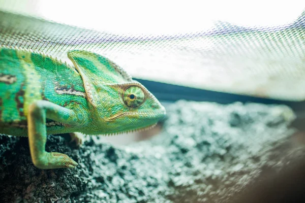 Chameleon chill out in his terarium