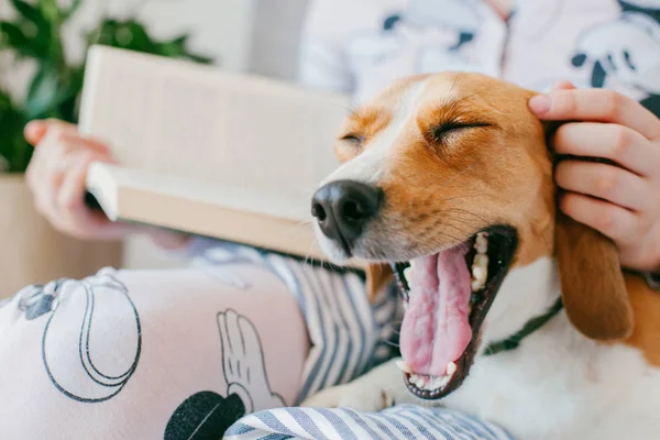 Pijamalı kız evde bir beagle yavru köpek ile bir kitap okuyor. Beagle kızın dizlerinin üzerinde yalan olduğunu
