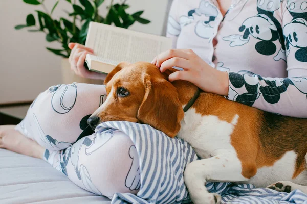 Pijamalı kız evde bir beagle yavru köpek ile bir kitap okuyor. Beagle kızın dizlerinin üzerinde yalan olduğunu