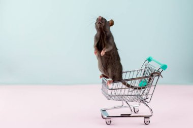 Alışveriş arabası içinde sıçan ile en az shoping kavramı