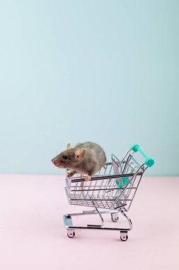 Alışveriş arabası içinde sıçan ile en az shoping kavramı