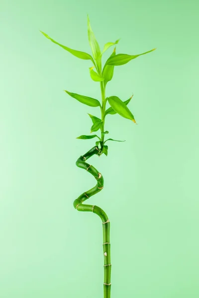 Bamboo plant on a green  background Ornaments. minimal concept idea