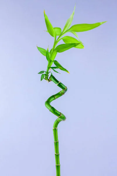 Planta Bambú Sobre Fondo Violeta Adornos Idea Concepto Mínimo —  Fotos de Stock
