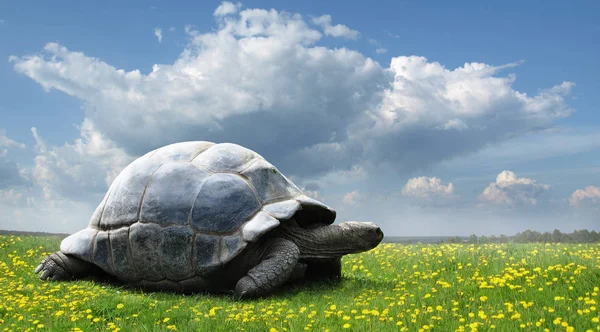 Черепаха на зеленой траве . — стоковое фото