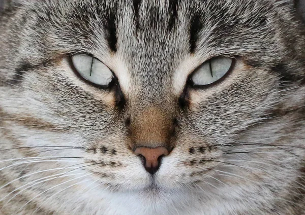 Retrato de un gato. —  Fotos de Stock