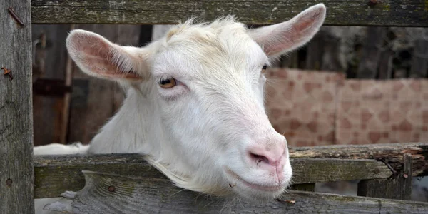 Retrato de una granja de cabras . — Foto de Stock
