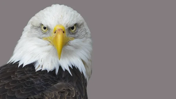 The head of the American eagle. — Stock Photo, Image