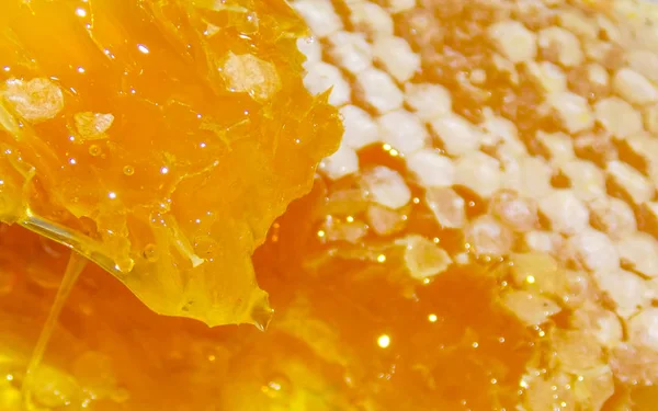 Bee honeycomb with liquid honey. — Stock Photo, Image