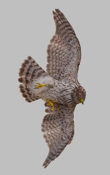 Hawk in flight — Stock Photo, Image