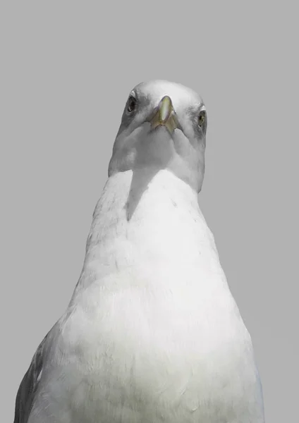 Portret Ptak Mewa. — Zdjęcie stockowe