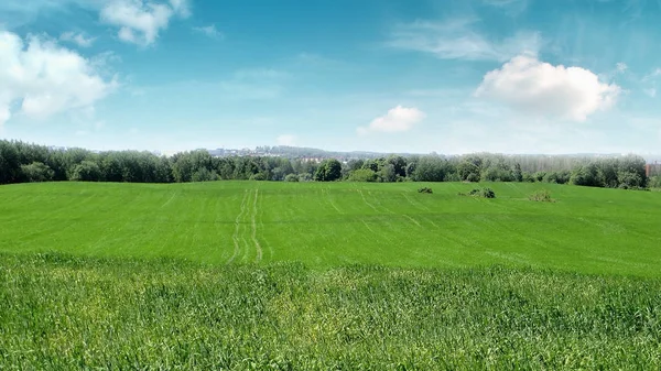 Пшеничное поле, поздняя весна . — стоковое фото