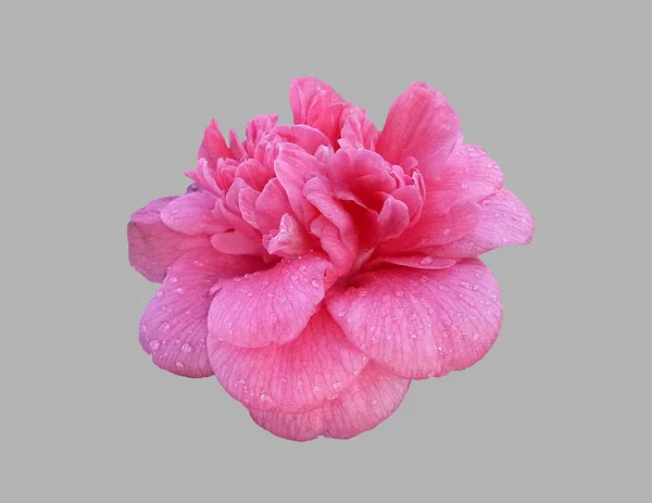 Flower of camellia. — Stock Photo, Image